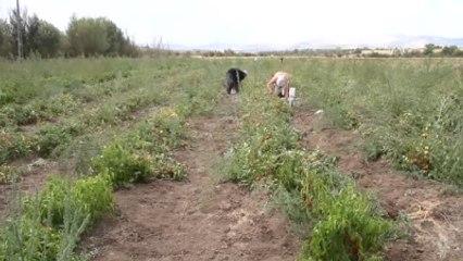 Domates Unu" Yeniden Sofralarda Yerini Alacak