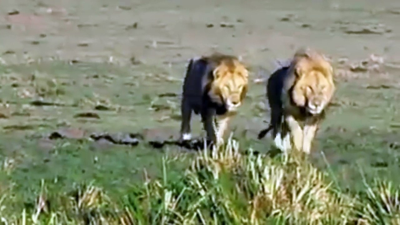 (HD) - Lions Documentary - Reality is quite hard - AFRICA W I L D