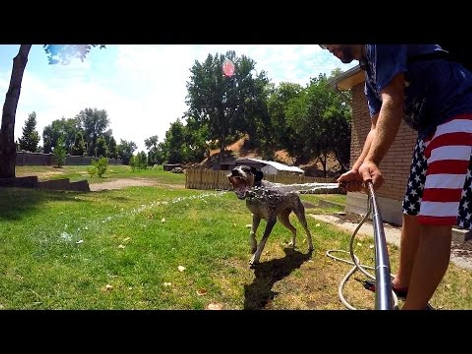 Just a Dog Drinking From a Hose