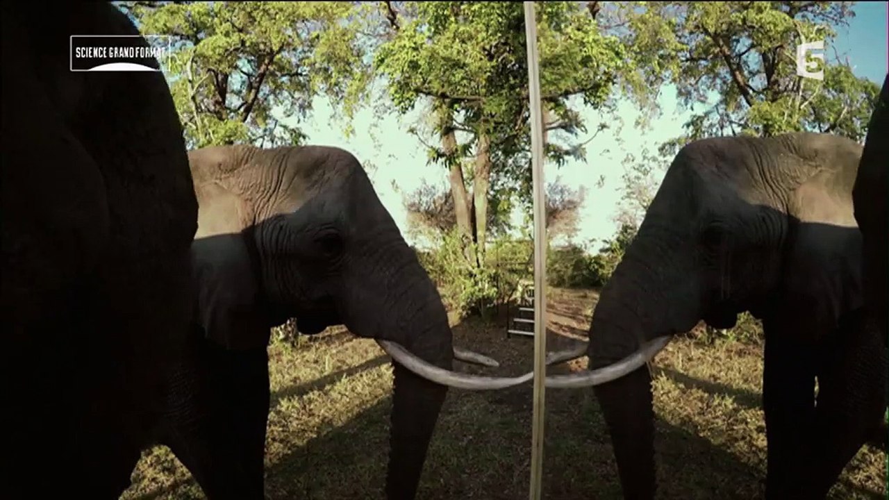 Dans La Tete Des Elephants