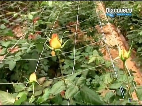 037 - O Segredo das Coisas - Flores Frescas