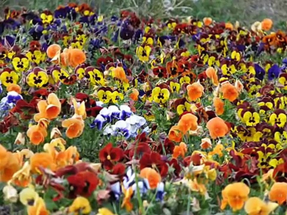 DALIDA, LE TEMPS DES FLEURS