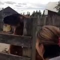 Llama Spits in Woman's Face