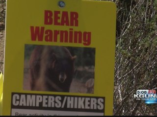 Follow-up on bear sighting in Madera Canyon