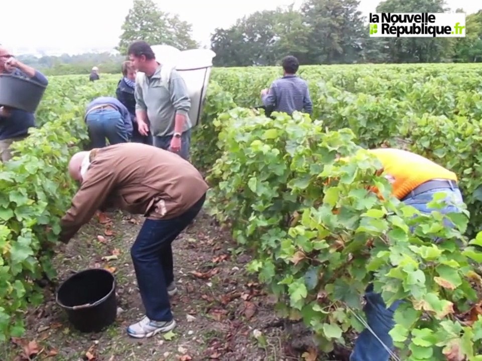 1.700 ans après Saint-Martin, vendanges au Clos de Rougemont