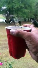 Hummingbirds (Colibrì)