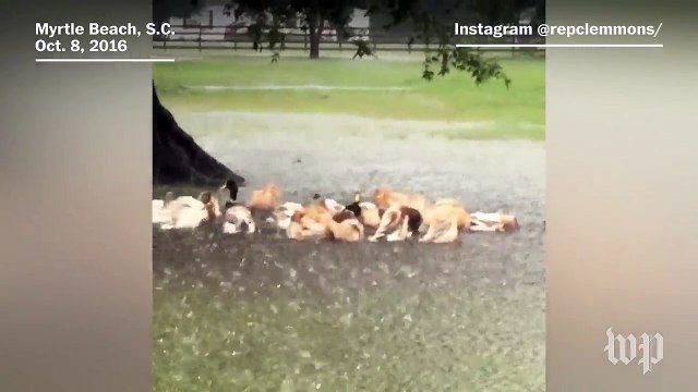Hurricane Matthew makes landfall near Myrtle Beach, S.C.