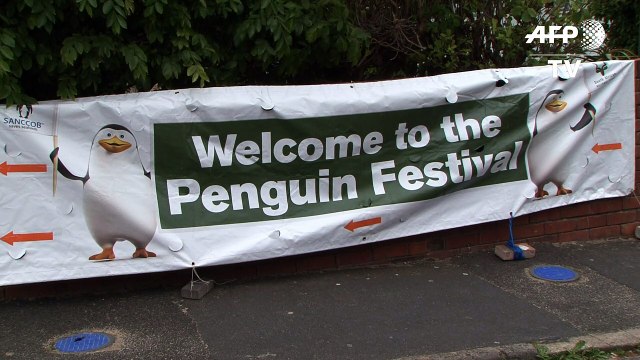 African penguins released into the wild in South Africa