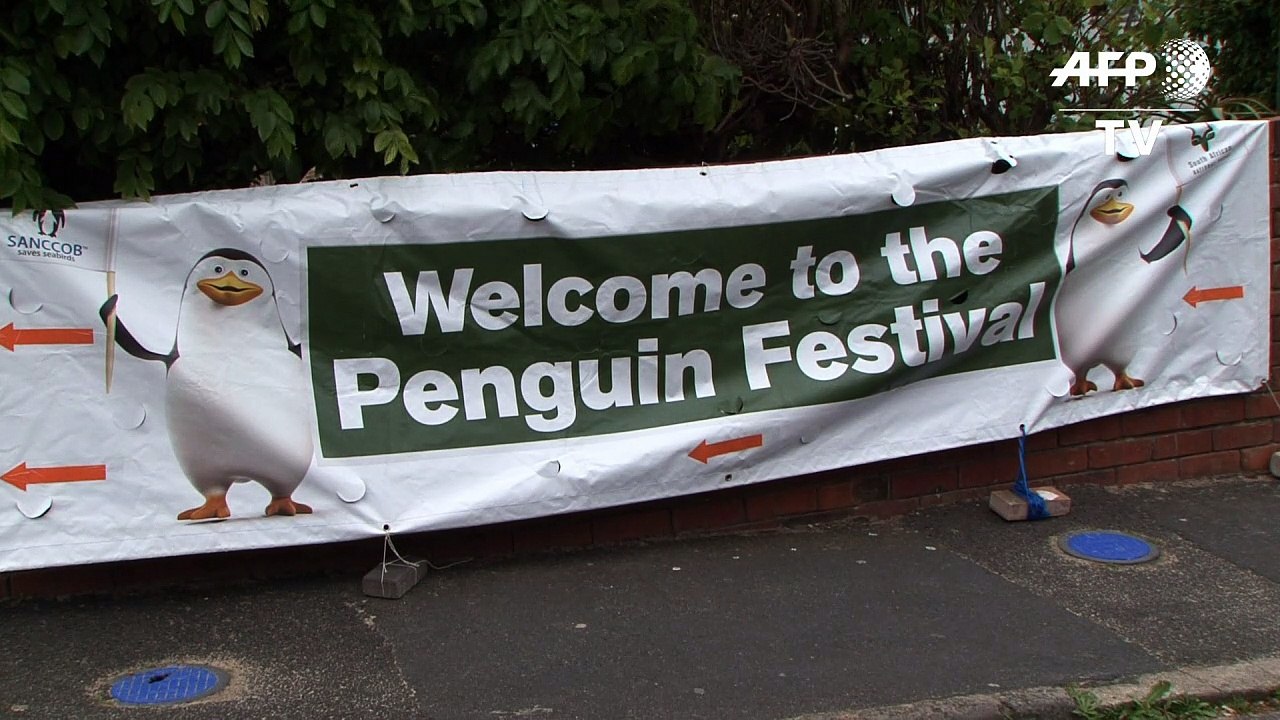 African penguins released into the wild in South Africa