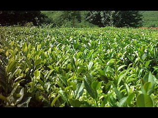 İsmail Türüt - Rize Güzel Memleket - Zapkolik