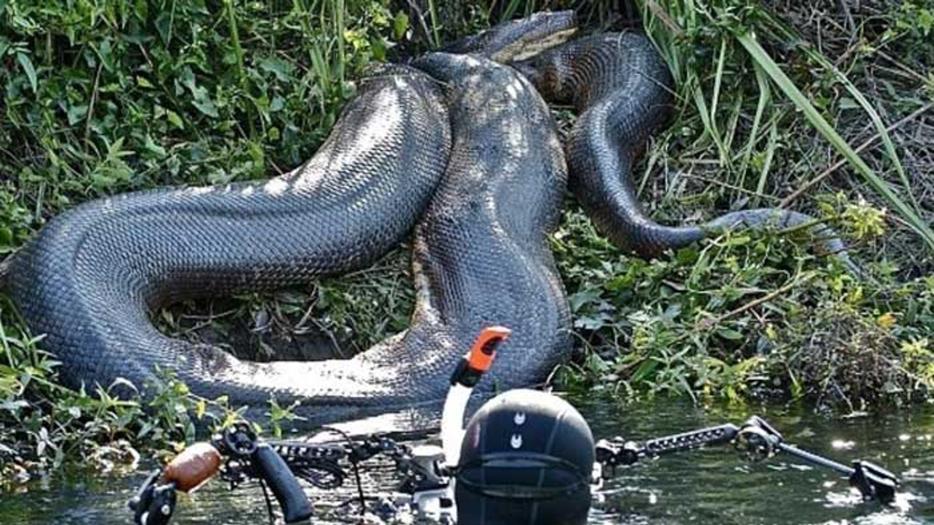Giant Anaconda in the Amazon Rainforest a Breathtaking River Scene Stock  Illustration - Illustration of landscape, trees: 402851969, image size:1923x1080