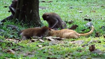Monkeys VS CATS (HD) [Trip Burger Pets]