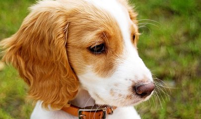 Quand Les Gens Aident Les Animaux à échapper à La Mort ✬ La Meilleure Vidéo Regarder 2016