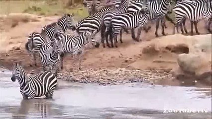 Zebra mother leave her baby There is a difference in motherhood