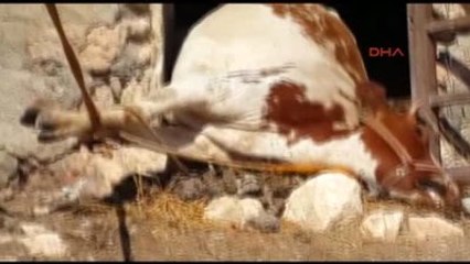 Siverek?te Kuduz Karantinası