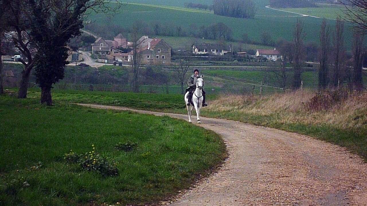 Mahboub alep, étalon syrien