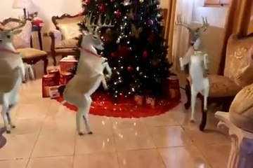 Funny Video, Rusa &srigala goyang patah patah