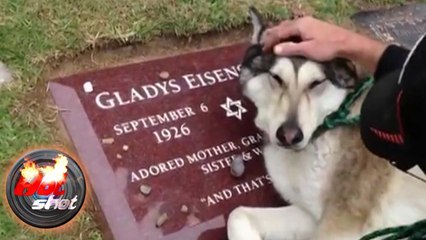 Kisah Seekor Anjing Menangis di Makam Tuannya - Hot Shot 09 Oktober 2016