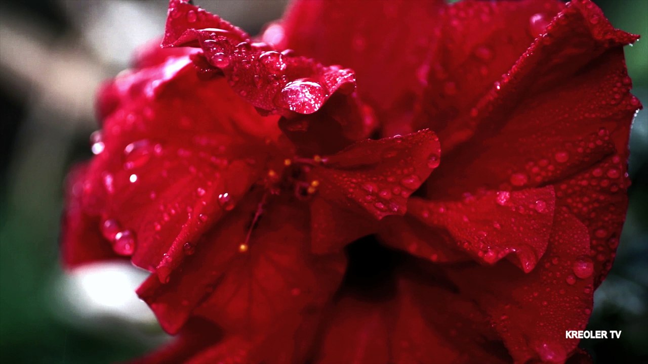 Flore de la Réunion - Hibiscus.