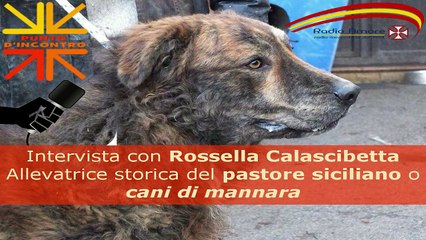 Il cane pastore siciliano detto "cani di mannara"