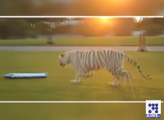 کیا شیر کو کبھی اسکیٹ بورڈ پر گھومتے ہوئے دیکھا ہے؟
