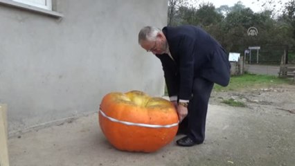 90 Kilogramlık Bal Kabağı Yetiştirdi
