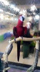 Papağan Şakir Dans Ediyor