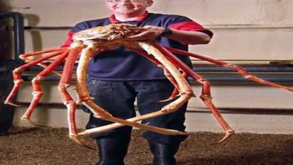 Dunia ke 10 sabse bade janwar (The world's 10 largest animal) by Wild Life
