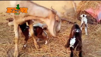 Bakri Ke Bachay Funny Punjabi Totay Tezabi Totay 2016 Full HD