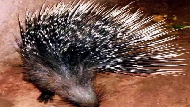 कांटों से भरा यह जानवर (Full of thorns The animal) by Wild Life - video  Dailymotion