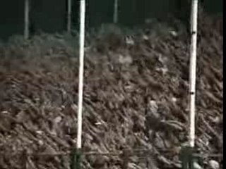 ale ale ale brigade sud nice