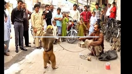 Monkey Vs Dog Madari Tamasha