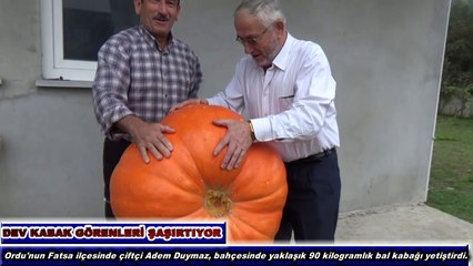 DEV KABAK GÖRENLERİ ŞAŞIRTIYOR