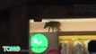 Trapped wild animals: Boar comes out of the ceiling of Hong Kong clothing store - TomoNews