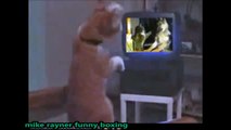Funny Cats Boxing Match, Best Cat Fights, Cat Wrestling Talent, Unseen Vintage Films Movies 2016