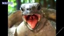 Top 10 Hilarious Turtles and Tortoise - A Funny Animal Videos Compilation 2016 || NEW HD