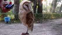 Owl - A Funny Owls And Cute Owls Compilation || NEW