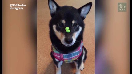 Ce chien a vraiment un talent fou