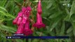 Initiative : des fleurs sortent du bitume à Lyon