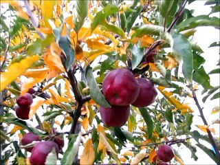 Yeni Zellanda'dan getirilen fidanlardan oluşan Muhteşem Elma Bahçesi