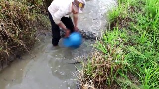 Net Fishing In Battambang - Khmer Cast Net Fishing -Cambodia Traditional Fishing ( P13)