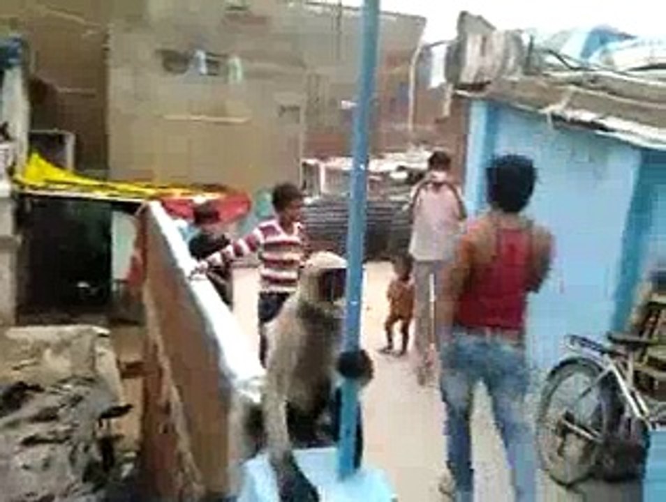 Funny Indian Monkey Slap video