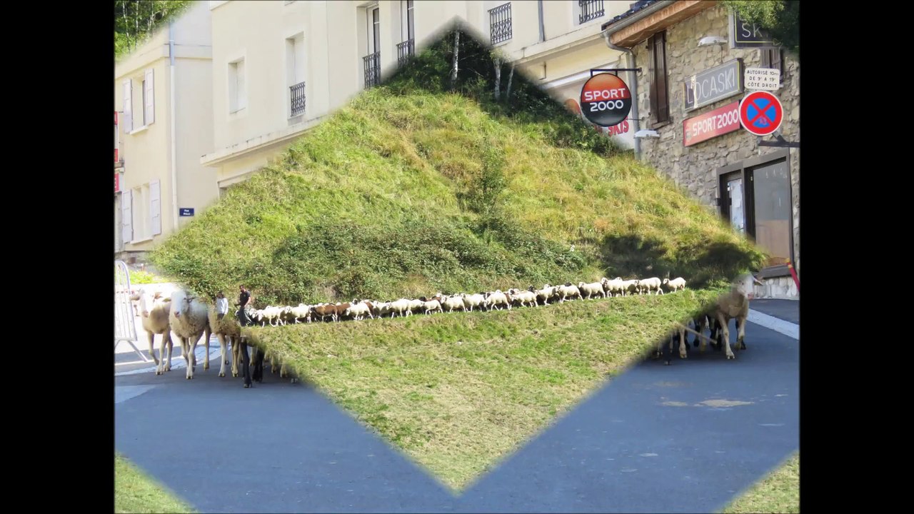 Transhumance