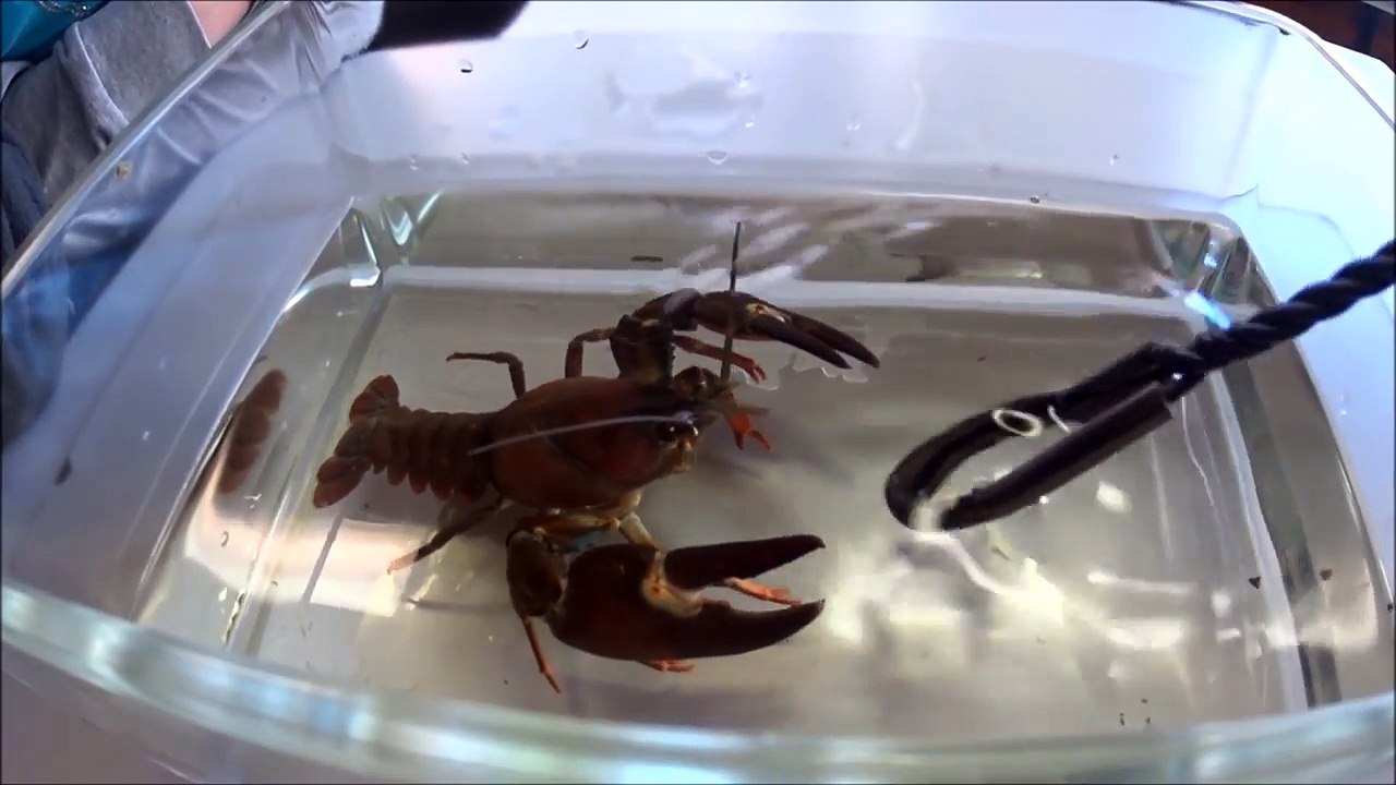 [Wissen] Flusskrebs (Signalkrebs) - Tiere - Wasser - Flüsse - Natur - Deutschland - NRW