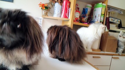 pekinois
