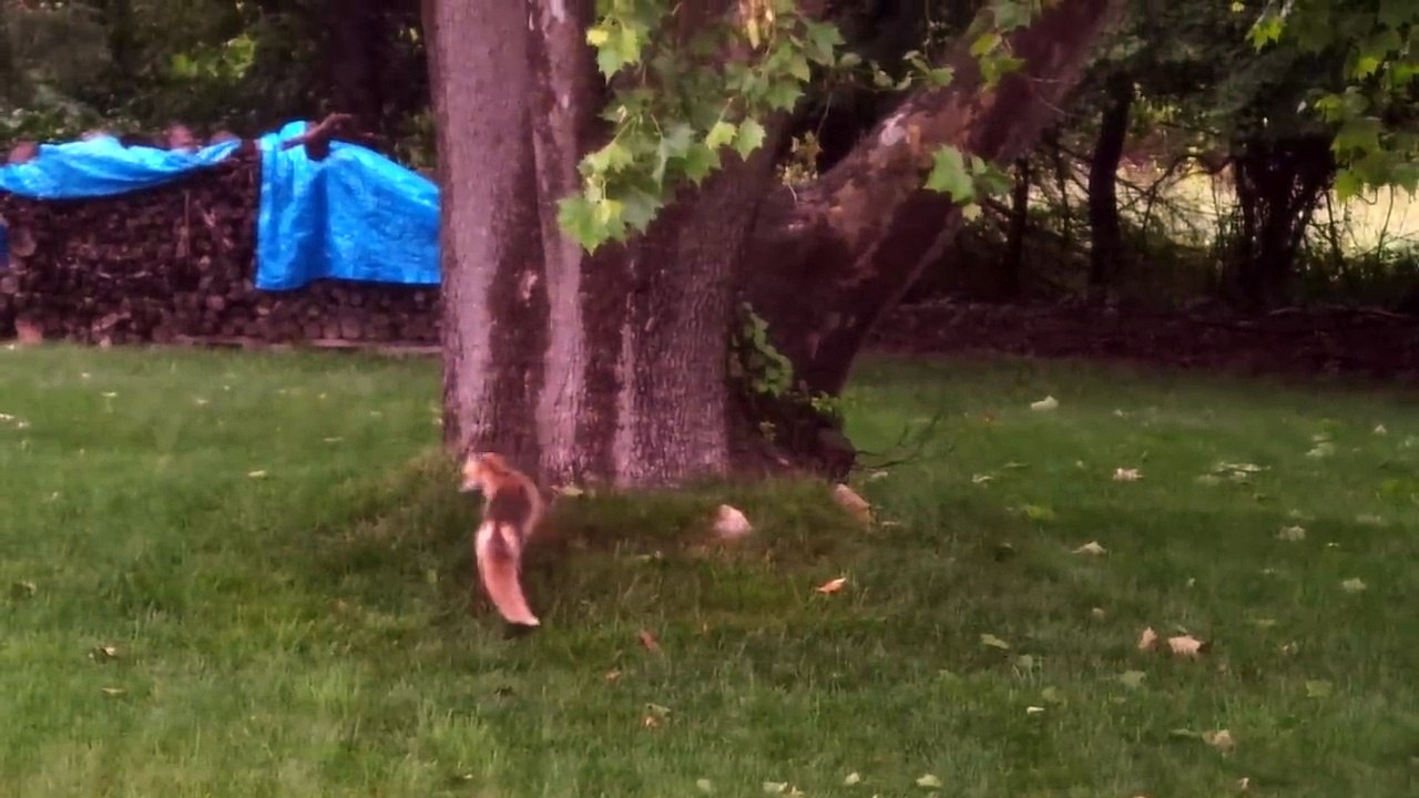 Un renard et un cerf jouent à cache cache