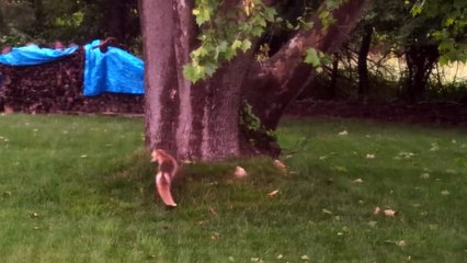 Un renard et un cerf jouent à cache cache
