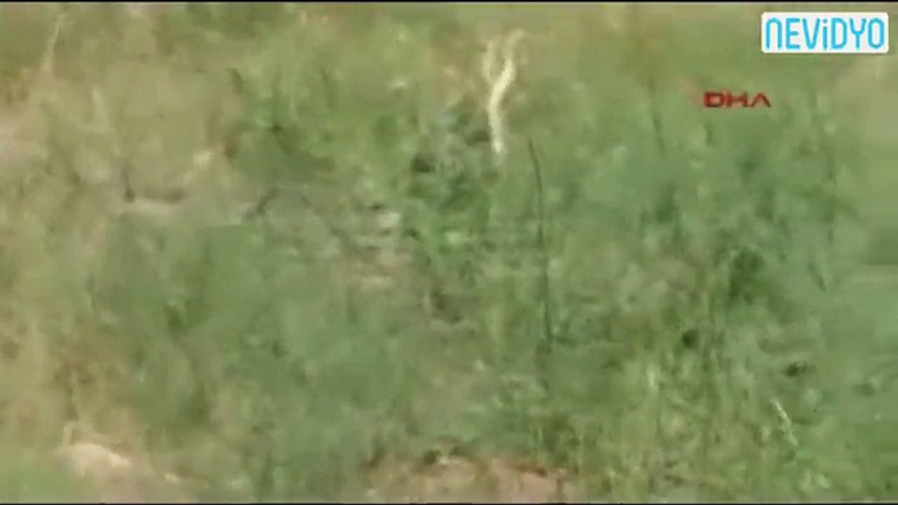 Çanakkale'de yılanların dansı