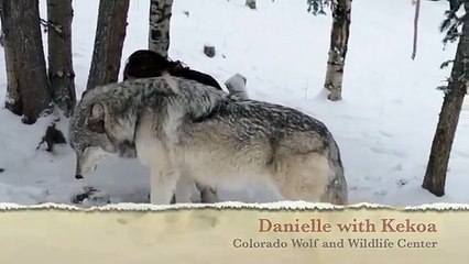 This is what happened to this girl who goes near a giant wolf.