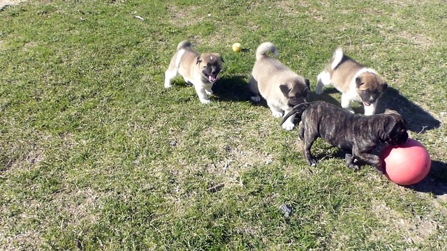 akita americain du sixième sens 6 semaines